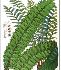 Image result for Didymochlaena