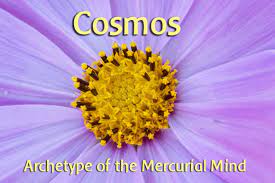 Plant Study Cosmos