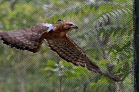 Burung rajawali termasuk burung syang sangat populer. Apakah Burung Garuda Dan Elang Sama Halaman All Kompas Com