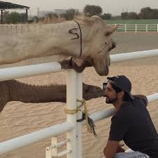 شارك ضمن قوات التحالف العربي في حملة إعادة الأمل الشيخ زايد بن حمدان من مواليد 4 أبريل (نيسان) عام 1990، وهو الابن الثالث من أبناء الشيخ حمدان بن زايد آل نهيان، متخرج من كلية. ØªØ¨Ø³ÙŠØ· ÙŠØµØ¯Ù‚ Ø§Ù„ØªÙƒÙŠÙ Ø±ÙƒÙˆØ¨ Ø§Ù„Ø¬Ù…Ø§Ù„ ÙˆØ´ÙŠØ® ÙØ²Ø§Ø¹ Comertinsaat Com