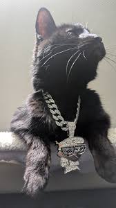 This is my darling kitty starlight! Shes 11 months old and a siamese. Such  a sweetie and loves loves LOVES attention 😁💕