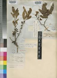 Image result for Ochna natalitia