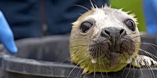 Auch menschen stören die aufzucht der seehunde im wattenmeer. Fruhgeburt Kegelrobben Baby Elvis Wurde Von Seiner Mutter Verstossen