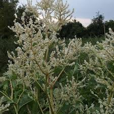 Image result for Gutenbergia rueppellii