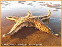 Tapak (sole) +‎ sulaiman (solomon), referring to an islamic tale about the prophet solomon. Tapak Sulaiman In English
