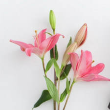 6992 broadway merrillville, in, 46410. Ftd Sympathy Florist Directory Find Local Sympathy Florists