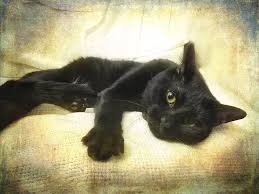 We did not find results for: Black Cat Yellow Eyes Photograph By Joann Vitali