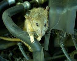 But, having to dig the flashing out of the soil every time you moved. How To Keep Mice Rats And Other Rodents Out Of Your Car Engine Axleaddict