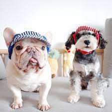 Dog Sunscreen Hat For Medium Dogs Dog Sun Protection Hat Frenchiely