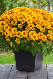 We did not find results for: How To Get Your Hardy Mums To Bloom This Fall Summer Mum Care