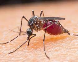 Know answer of objective question : World Mosquito Day August 20 2021 National Today