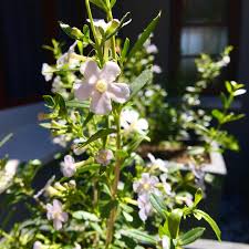 Image result for Freylinia