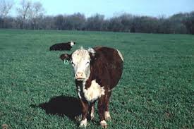 The gas can either be: Bloat Companion Animals