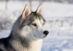 8 Types of Husky Dog Breeds & Their Differences (With ...