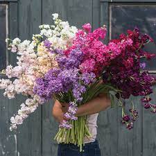 Pin On Cut Flowers
