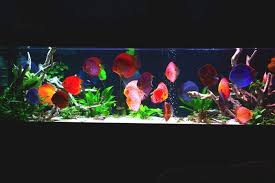 Die liebe zu den tieren hat sich auch in unserer familie etabliert. Diskusfische Fotos Diskusfische Aquarium Fische Zierfische