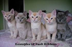 Breeder of elegant pedigree burmese cats and kittens. Kittens European Burmese Kitten For Sale In Champaign Illinois Cat Bright Classifieds
