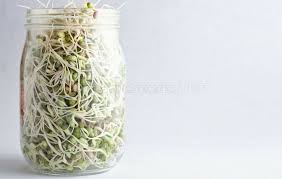 Benefits Of Bean Sprouts