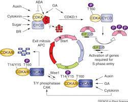 In the case of plants, with a. When Plant Cells Decide To Divide Trends In Plant Science