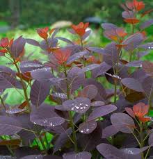 The name \\smoke bush\\ derives from billowy hairs that are attached to the flower clusters and which remain in place through the summer, turning a smoky pink to purplish pink as the weeks progress. Cotinus Coggygria Royal Purple Kiefer Nursery Trees Shrubs Perennials