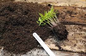 As most gardeners know, damping off is a fungus that spreads across damp soil and is particularly fond of consuming seedling tissue. How To Start Seeds Indoors For Gardening Joe Gardener