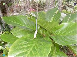 Anthurium Hookeri Easy To Grow Houseplants Anthurium Plants