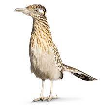 But roadrunner, which opens in theaters on july 16, pointedly rejects that kind of gauzy iconography, instead focusing on the anger of the loved ones that bourdain left behind. Facts About The Roadrunner Birds Dk Find Out