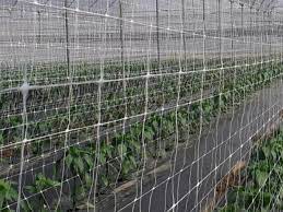 Check spelling or type a new query. Plant Support Mesh Plant Support Netting Pp Uv Stabilized Any Color