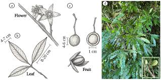 Image result for Trichilia capitata