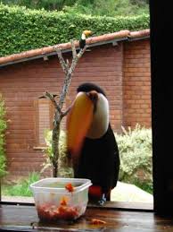 We present live score, lineups, game statistics and current table. Nosso Mascote Tuca Picture Of Pousada Tucano Do Cuiaba Itaipava Tripadvisor