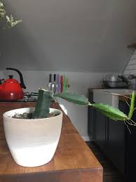 The cactus with red bulb. Headless Moon Cactus Is Growing A Crazy Arm Any Thoughts Succulents