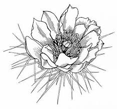 Cactus Flower Google Search Cactusflower Cactus Drawing Cactus Flower Painting Cactus Tattoo