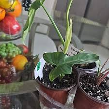 Image result for Dipcadi platyphyllum