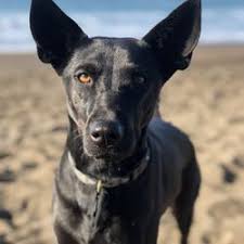 Here is the definitive list of dog trainers near your location as rated by your neighborhood community. Best Dog Boarding And Training Near Me June 2021 Find Nearby Dog Boarding And Training Reviews Yelp