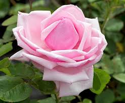Image result for Rosa