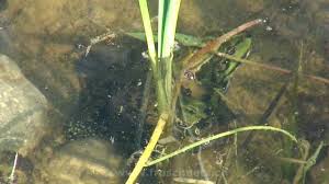 5:10 chilli019 242 906 просмотров. Froschnetz Paarung Der Amphibien Frosche Kroten