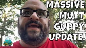 MASSIVE MUTT GUPPY FISH UPDATE!