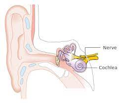 It runs from the front wall of the middle ear to the side wall of the nasopharynx. Datei Diagram Showing The Parts Of The Inner Ear Cruk 328 Svg Wikipedia
