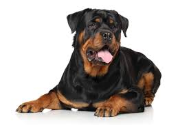 So, training your rottweiler puppy is essential to overcome their reserved nature. Are Rottweilers Easy To Train Embora Pets