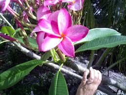 Maybe you would like to learn more about one of these? Pin On Artvine Nursery