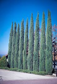 We did not find results for: Blue Italian Cypress Italian Cypress Italian Cypress Trees Privacy Landscaping