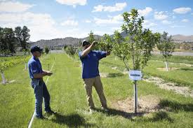 Study teaches growers about Montana-friendly fruits