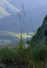 Image result for Tristachya