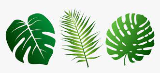 Download this vector corner bunch of outline tropical leaf colocasia esculenta or elephant ear or taro plant in black isolated on white background vector illustration now. Leaves Tropical Palms Plant Green Exotic Foliage Svg Tropical Leaf Silhouette Hd Png Download Kindpng