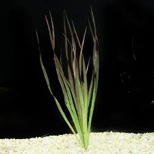 Image result for Blyxa aubertii