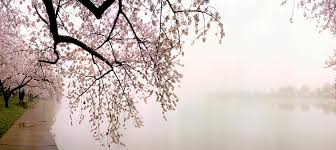 Going back centuries, these dainty pink flowers symbolize renewal and impermanence. Cherry Blossoms Canvas Art Icanvas