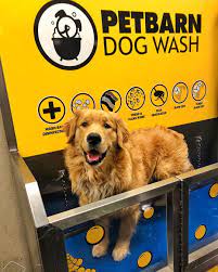 Ralph Dogs Golden Retriever Golden Retriever Photography Dog Wash