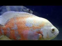 If you are wondering, how big can oscar fish get then you are in the right. Big Oscar Fish Youtube