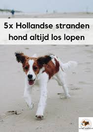 5x stranden in nederland waar de hond het hele jaar door los mag lopen woef welkom hond strand honden honden spelletjes