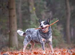 13 Of The Longest Living Dog Breeds